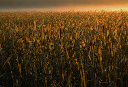 晨雾中波兰的麦田在日夏下被吞没场地土充满活力图片
