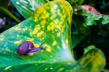 一只小蜗牛爬在大叶上软体动物新鲜的多于图片