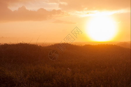 日落时福吉草地背景为森林花朵草本植物纯度图片