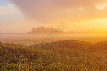 场地夏天日落时福吉草地背景为森林麦道图片