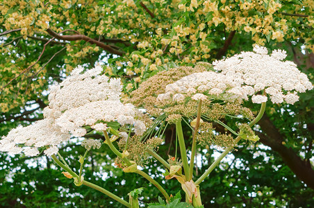 灌木丛蜜糖牛欧洲防风草白花的序Hogweed一种有毒植物威胁Hogweed一种有毒植物威胁牛欧洲防风草的白花序种子图片