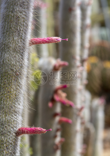 用刺青的叶子和粉红色黄花朵粉红的仙人掌颜色异国情调多刺的图片