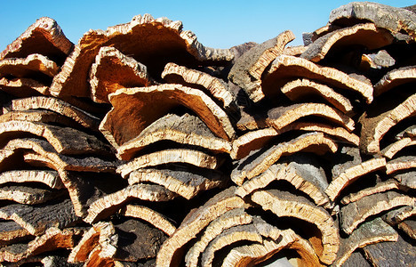 阿连特茹团体从葡萄牙南部的cork橡树中摘取的软木皮行业图片