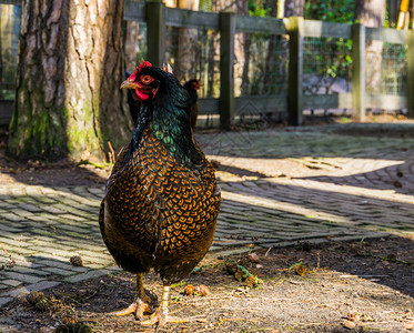 养鸡流行的杜赫混合种鸡生产棕蛋注鸡荷兰丰富多彩的棕色图片