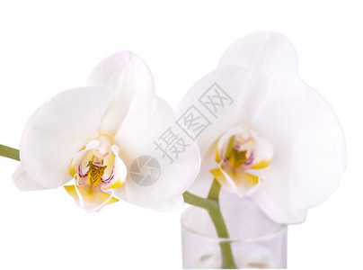 天美丽的花朵兰白的本底隔离情人节蝴蝶兰图片