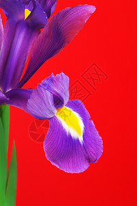照片春天美丽的紫色花虹红背景黄的图片