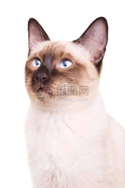 单身的白色蓬松蓝眼睛肖像灰泰猫在白背景上被孤立图片