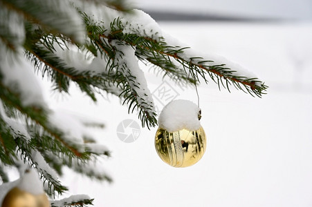 绿色松树圣诞装饰枝上的雪圣诞节和冬季时间的概念质地背景图片