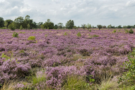 夏天蓝色的场地因为下雨荷兰Veluwe上开了一片美丽的紫色石南花荷兰Veluwe上开了紫色石南花图片