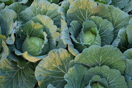 生长收获成青绿色新鲜菜在农场种植长成的头目图片