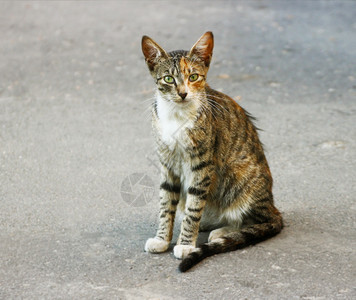 可爱的一只乌龟大衣颜色的猫Tricolor猫坐在路上彩色三图片