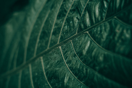 森林郁葱墙纸深绿色叶子背景或纹身暗色音背景图片