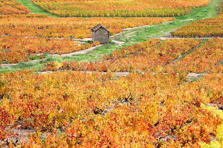 喝法国秋季天波乔莱斯的养殖场线条佳美图片