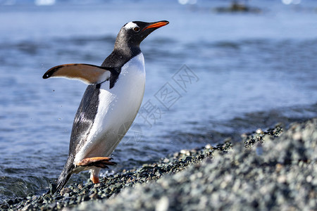 黑色的蹒跚手表企鹅从海洋中浮出水面前往南极洲的岩石海滩图片