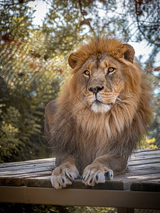 捕食者猫科动物野生太阳明日狮子王坐在木地板上图片