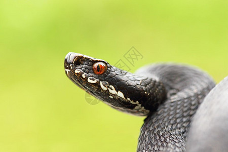 毒液黑欧洲的普通毒蛇准备攻击ViperaBerus女奢华宏观肖像爬虫学物种图片