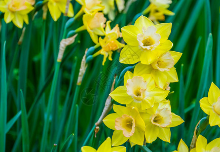 集群的院子球根状春季自然背景在春季盛花中聚集的黄色朵图片