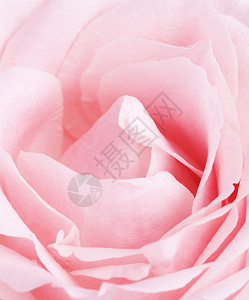 垂直的粉红玫瑰花背景关闭粉红玫瑰花母亲周年纪念日图片
