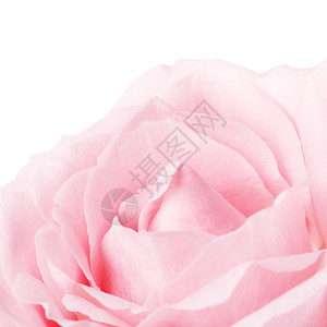 植物群奶油单身的粉红玫瑰花孤立在白色上关闭粉红玫瑰花图片