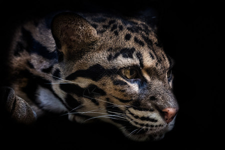 眼睛斑点哺乳动物美丽的云层豹肖像被黑底豹猫所隔离在黑暗的NefelisNebulosa图片