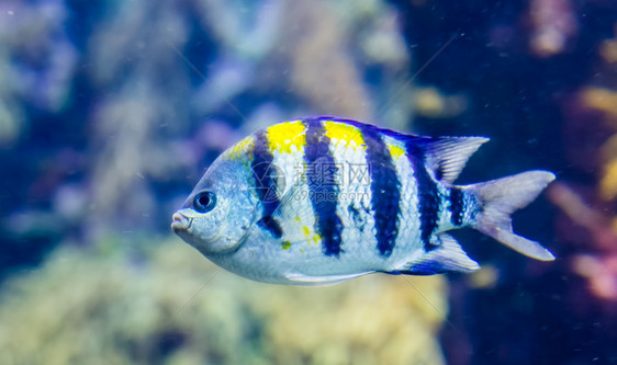 生活一位印度太平洋中士的近视肖像热带鱼类印度洋流行水族馆宠物成人礁石图片