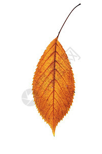 金色孤立的落叶樱桃秋天自然符号叶子日本人静脉图片
