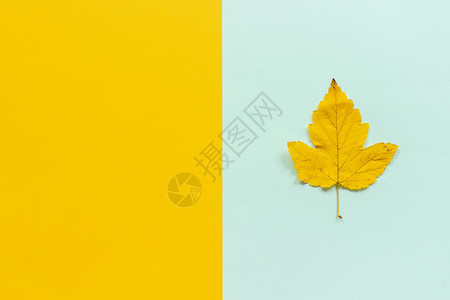 蓝黄背景上的秋叶图片