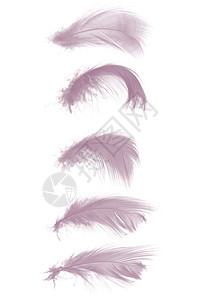 翅膀美丽的收藏紫色罗兰在白色背景上孤立的迷雾键颜色音调羽毛丰富多彩的薄雾图片