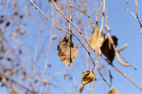 白色的在春季或树枝的叶被阳光覆盖的干叶子与蓝天空相对树叶十一月自然图片