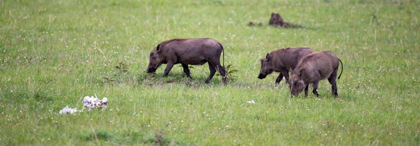 脸在肯尼亚的热带草原上有些野猪正在放牧肯尼亚的热带草原上有野猪在放牧察沃常见的图片