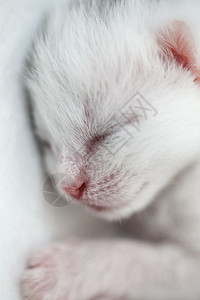 睡觉的猫新生自然年轻的图片