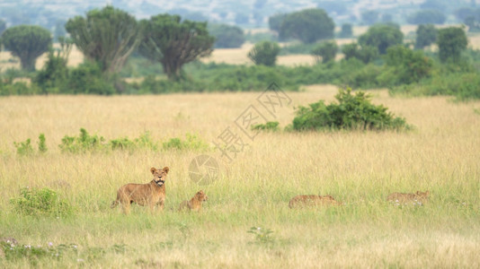 乌干达以狮子为荣的伊丽莎白女王公园全景旅行生物群落国民图片