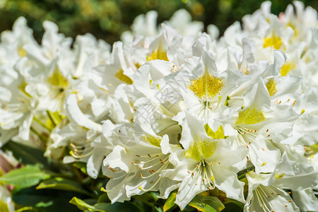 异国情调栽培白色罗多登花亚洲流行植物自然背景等美丽的大型巨集关闭户外图片