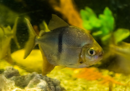 生活MetynnisHypsauchen一种流行的水族馆宠物来自南美洲亚马孙盆地的热带鱼类异国情调食人鱼图片