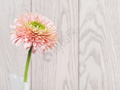 花瓶中的粉红色格贝拉花菊朵木制背景头新鲜单身的图片