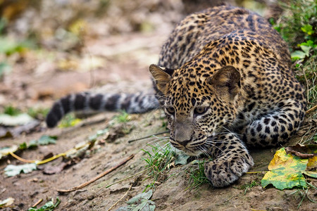 斯里兰卡豹幼崽Pantheraparduskotiya丛林捕食者哺乳动物图片