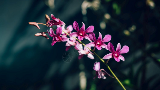 简单紫兰花枝和许多朵期植物学图片