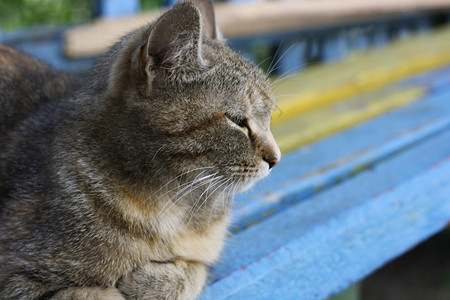 无家可归等待成年虎斑猫半闭着眼睛躺在旧长凳上扎古罗德卡图片