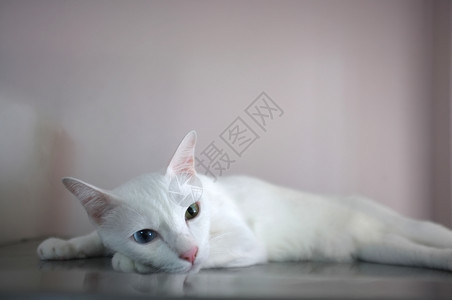 自然一只白猫两双颜色不同的眼睛如蓝睡和黄国内的猫科动物图片