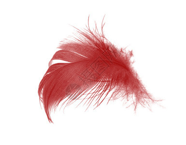 婚礼鹦鹉白色背景上孤立的美丽红褐色羽毛赤图片
