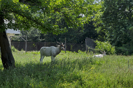 在保加利亚索非的夏季绿色公园放松两只白羚羊好奇的喇叭螺旋图片