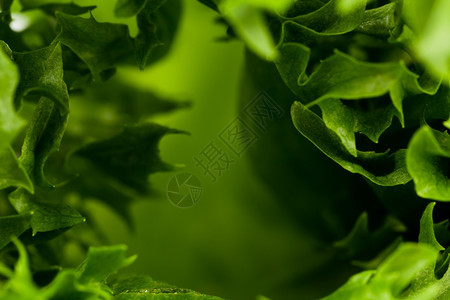 植物农业绿色新鲜生菜沙拉条纹贴近镜头叶子图片
