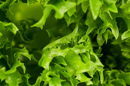 绿色新鲜生菜沙拉条纹贴近镜头节食素主义者质地图片