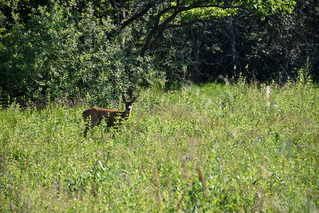 感兴趣的野生动物夏日阳光明媚的青草地上植被图片