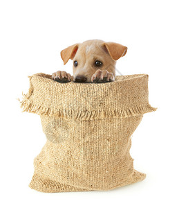 复古的狗背着白色景的麻袋垃圾摇滚盒图片素材
