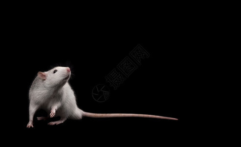 灰色老鼠隔离在深黑色背景啮齿动物宠家养老鼠特写正在看相机耳朵口活泼的图片