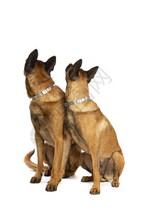 人们两条比利时玛诺犬在白色背景前两条比利时玛诺犬哺乳动物警报图片