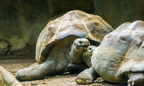 加拉帕戈斯乌龟夫妇表达爱的海龟来自加拉帕戈斯群岛的脆弱土地居住海龟物种男地面图片
