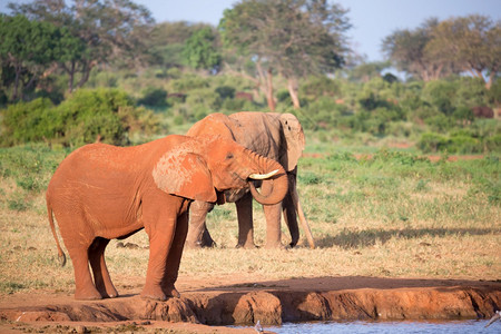 大象动物驾驶Tsavo东部公园的一只大红象Tsavo东部公园的大红象图片