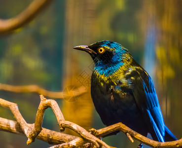 非洲人装饰动物来自非洲热带鸟种坐在一棵树上的青蓝鸟儿从非洲来的热带鸟种图片